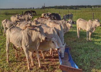 25 cabeças de gado foram furtadas em São João do Caiuá