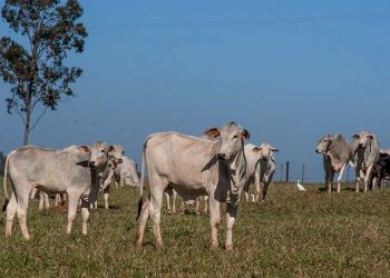 Ladrões furtam quase trinta cabeças  de gados em São Carlos do Ivaí