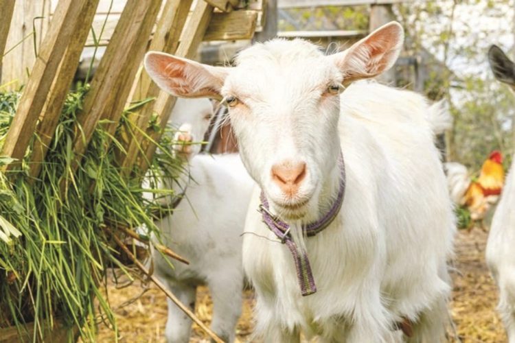 Quais animais são considerados domésticos pelo Ibama?