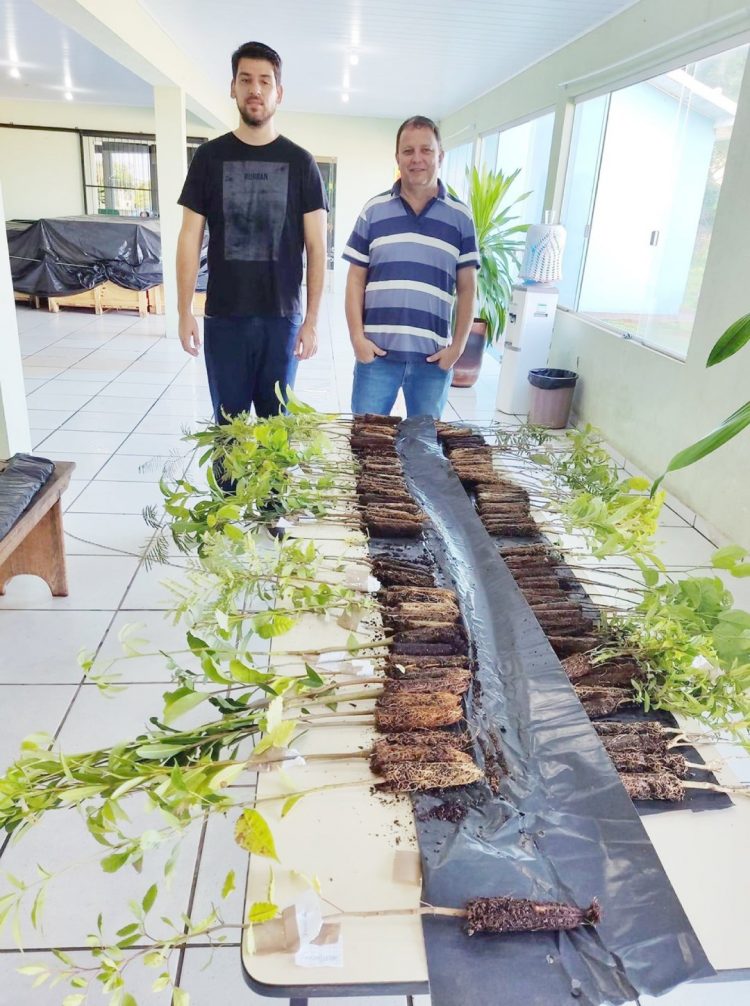 Prefeitura irá distribuir mudas de  árvores nativas para moradores