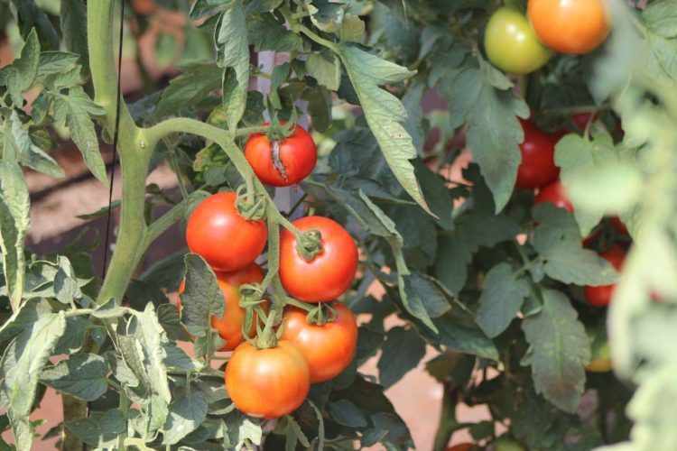 IDR-Paraná busca novas tecnologias  para impulsionar a agricultura orgânica