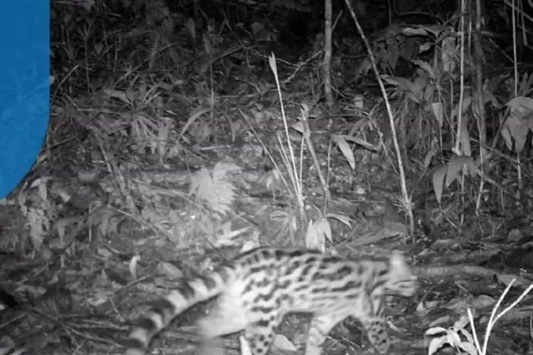 Onça-parda tida como extinta em área de reserva é registrada por câmera