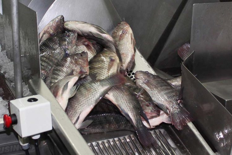 Comissão Técnica de Aquicultura da FAEP debate desafios da cadeia do peixe