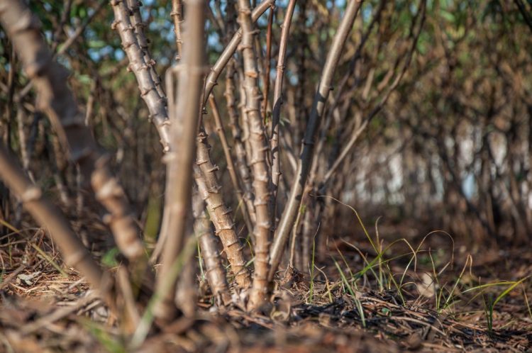 Embrapa e UEM lançam variedade de mandioca de mesa considerada uma das melhores do Brasil
