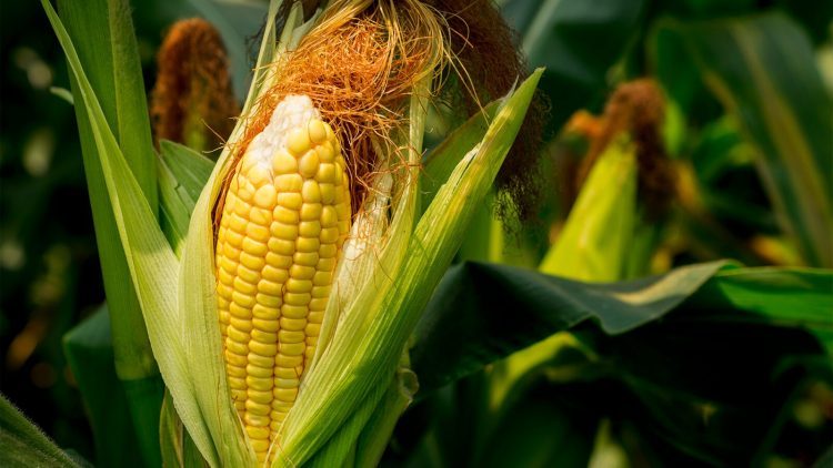 Aumento da umidade do solo favorece  cenário para milho segunda safra