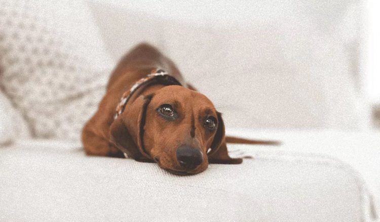 Insegurança, quedas sem motivo aparente, colisão com móveis e objetos pela casa pode ser sinal de problema ocular