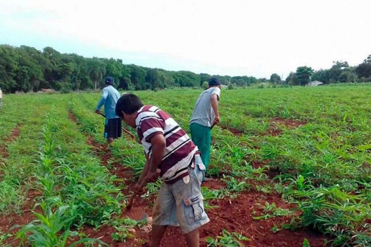 Projetos de transferência de renda para a agricultura familiar serão ampliados