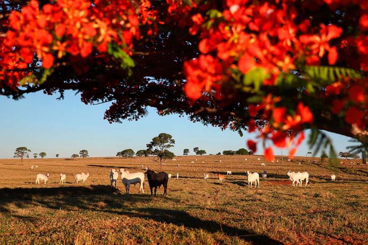 Produtor tem até o fim do mês para atualizar rebanhos; cadastramento parcial está em 57%