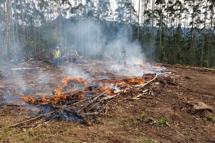 Estado alerta para necessidade de evitar incêndios florestais