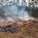 Estado alerta para necessidade de evitar incêndios florestais