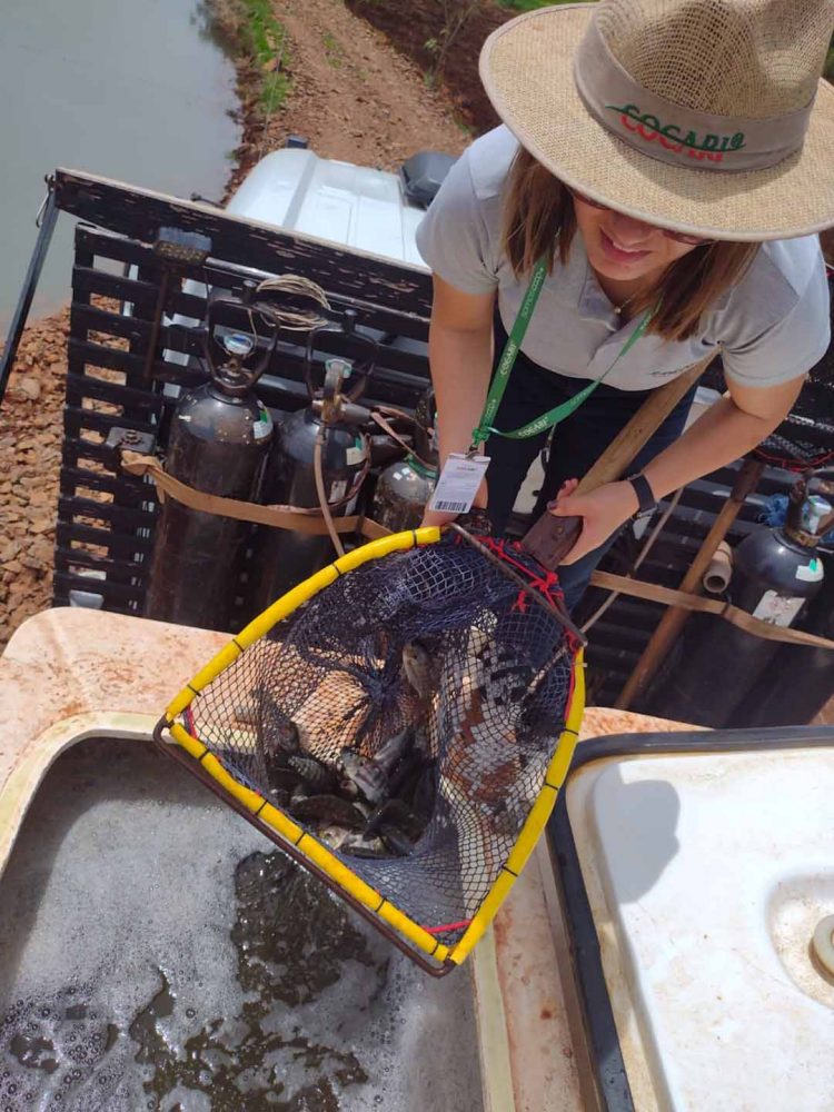 Paraná reforça liderança nacional na produção de peixes de cultivo