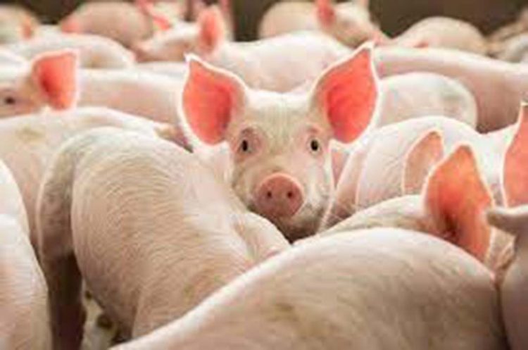 Custo alto para produção de suínos  mantém atividade no vermelho