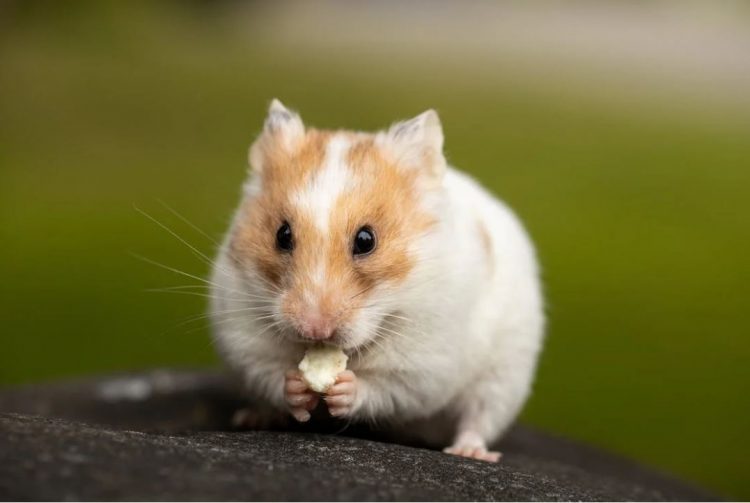 Tem hamster em casa? Confira 5 cuidados essenciais para seu bichinho