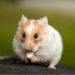 Tem hamster em casa? Confira 5 cuidados essenciais para seu bichinho