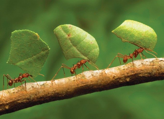 Controle e manejo de formigas cortadeiras podem evitar grandes prejuízos