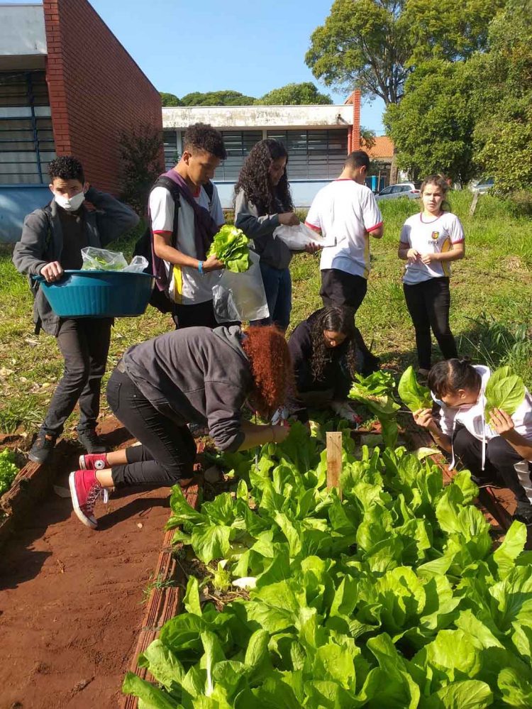 Vamos montar uma horta em casa?