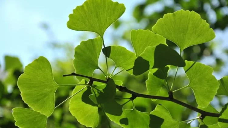Ginkgo biloba: conheça os benefícios dessa planta medicinal