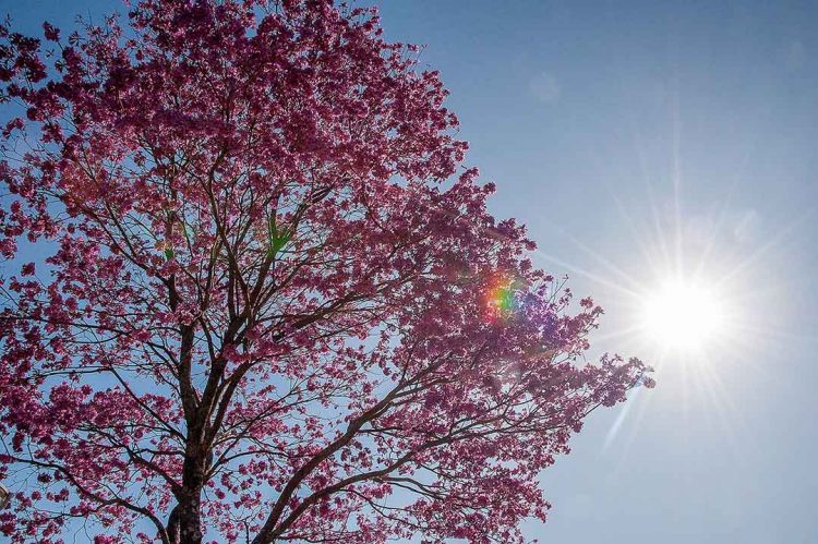 Bloqueios atmosféricos mantêm as temperaturas elevadas em toda a região