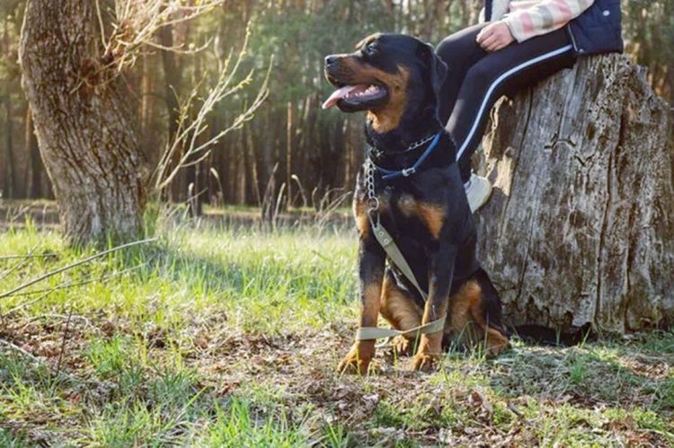 Características da inteligência canina:  curiosidades que você precisa saber