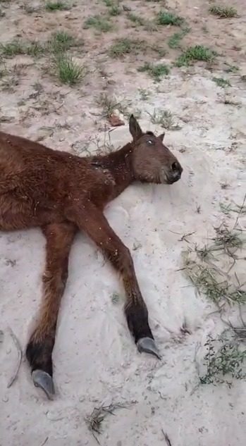 Cavalo é encontrado em situação de maus tratos em praça de Paranavaí