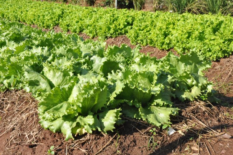 Projeto vai implantar hortas comunitárias em todas as escolas e creches de Paranavaí