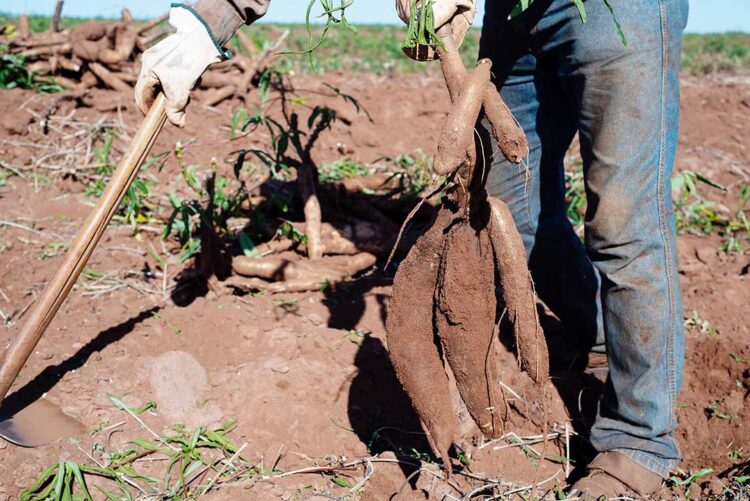 Em um ano, preço da raiz de mandioca sobe mais de 95%
