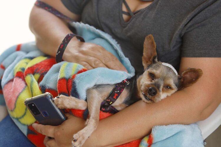 CastraPet estreia na Capital e vai passar por mais sete municípios até domingo