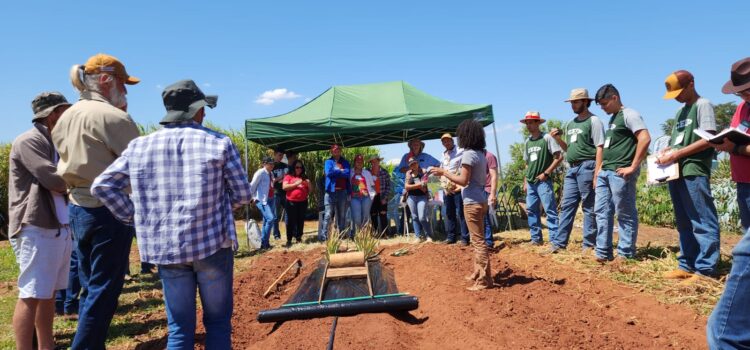 IDR-PR e Prefeitura de Terra Rica promovem dia de campo sobre cultura de abacaxi