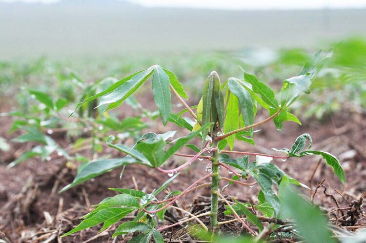 Paranavaí bate novos recordes de  temperaturas mínimas em novembro