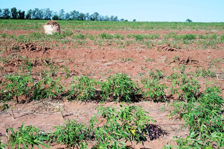 Simp é contra projeto que quer taxar produção de mandioca no Paraná