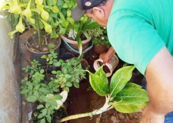 Prefeitura está contratando trabalhadores  para atuarem no combate à dengue