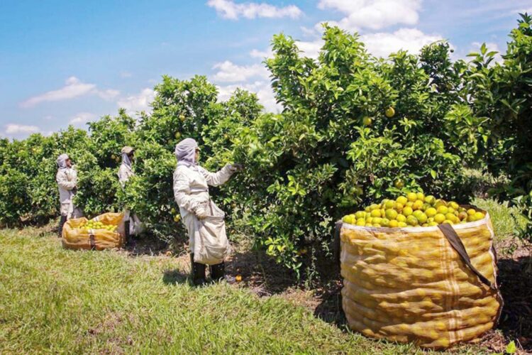 Estudo inédito analisa impacto da pandemia na cadeia da laranja