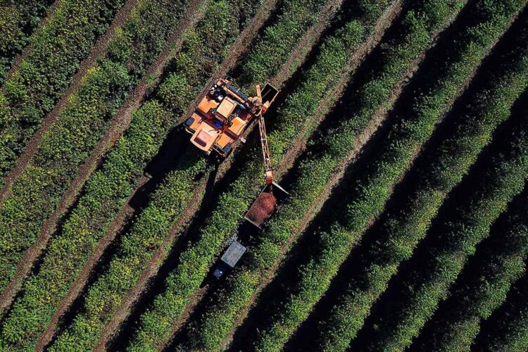 Clima chuvoso prejudicou safra de café; plantio de soja e milho está perto do fim