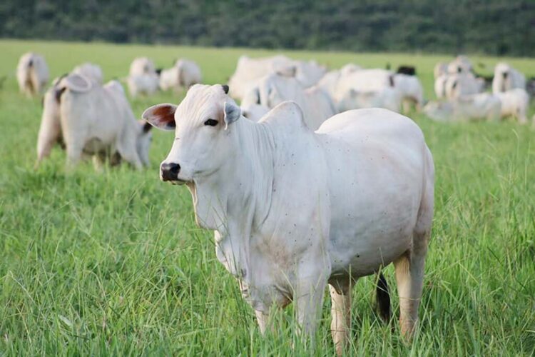 Levantamento indica queda nos preços médios do boi gordo pelo 4° mês consecutivo