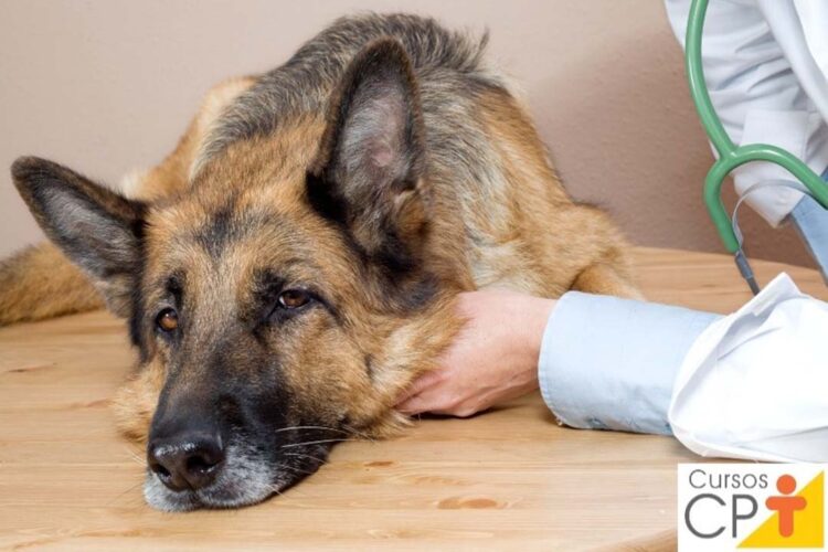 Sintomas e primeiros socorros para animais