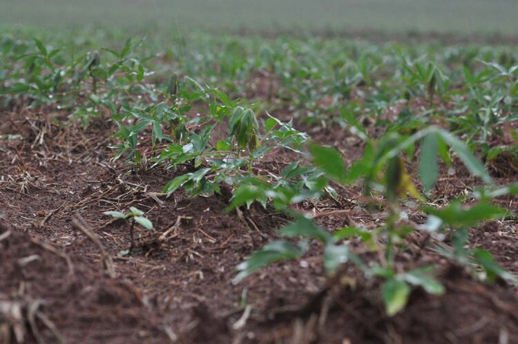 Chuvas abundantes têm impacto positivo na agricultura