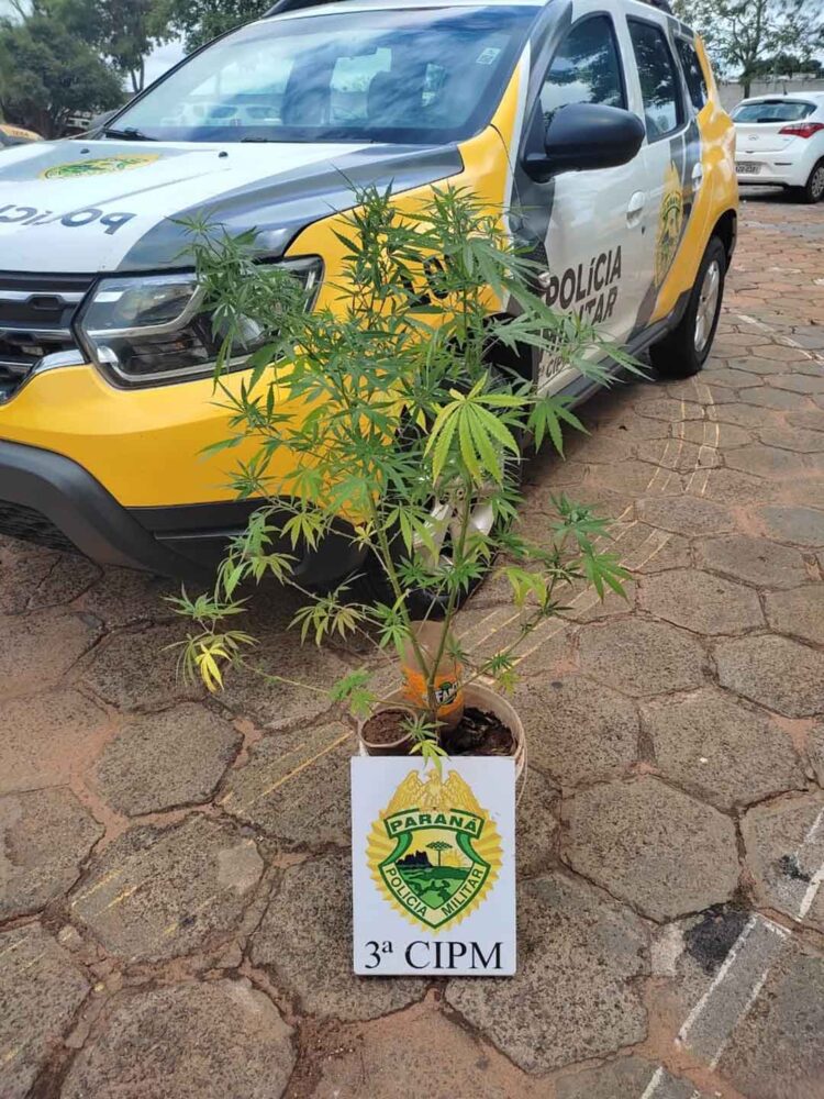 PM encontra plantação de maconha em Santa Isabel do Ivaí