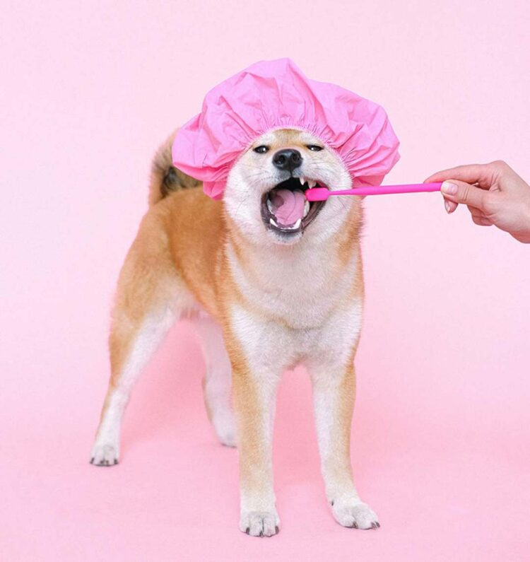 Periodontite atinge 85% dos pets, veja como prevenir