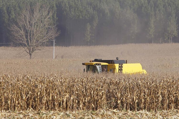 Apesar do clima, agropecuária do Paraná manteve alto rendimento em 2022