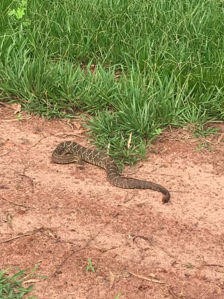 Bombeiros capturam cobra em cooperativa de Querência do Norte