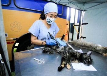 Município receberá mais uma etapa do Castrapet