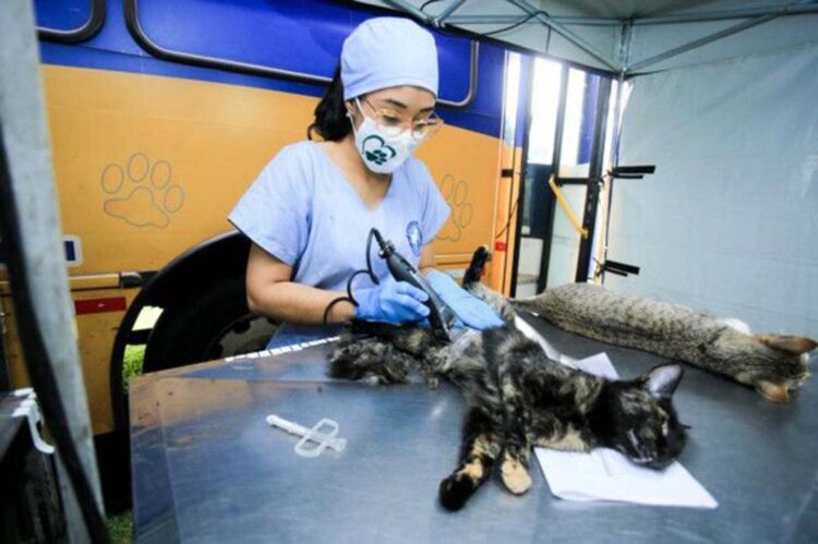 Município receberá mais uma etapa do Castrapet