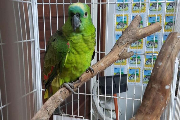 Governo incentiva a guarda responsável de animais silvestres vítimas de maus-tratos