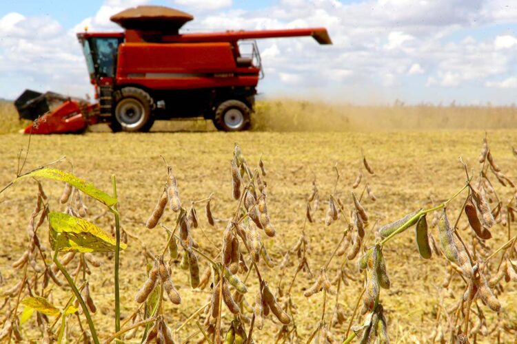 Conab estima safra de grãos em 309,9 milhões de toneladas