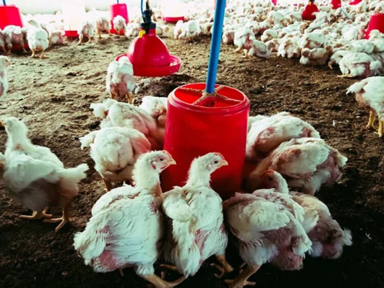 Avicultores acendem alerta contra influenza aviária