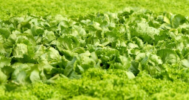 Boletim mostra hortaliças com preços  em queda no mercado atacadista