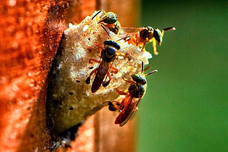 Paraná se mantém no topo da sustentabilidade  com ampliação de programas e novas ações