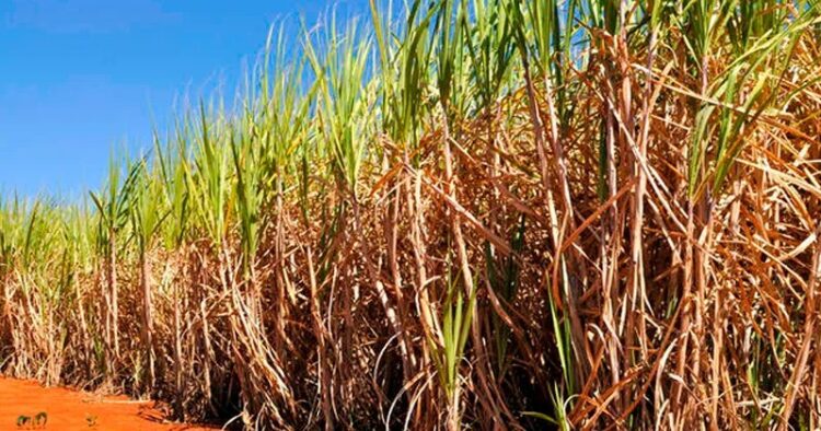 Produção de cana-de-açúcar estimada em 637,1 milhões de toneladas