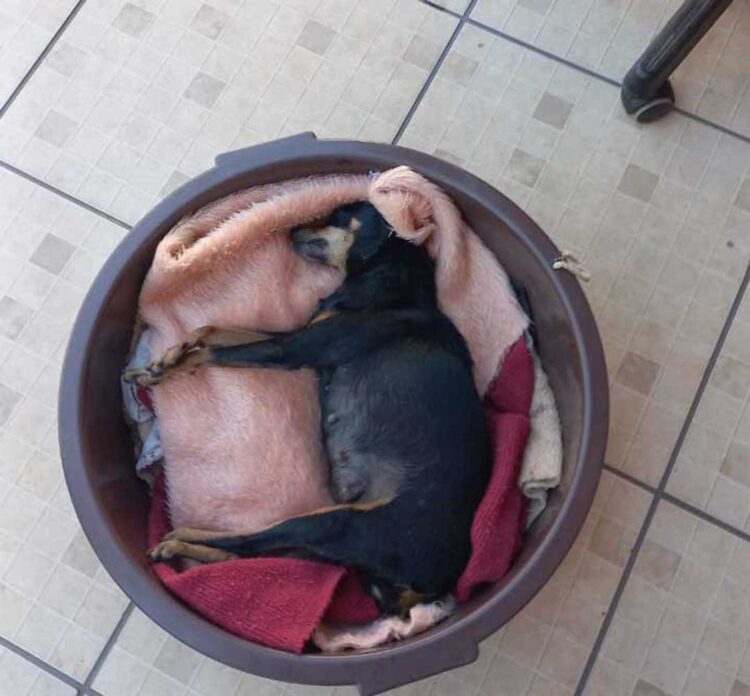 Homem é suspeito de matar cachorra em Paranavaí