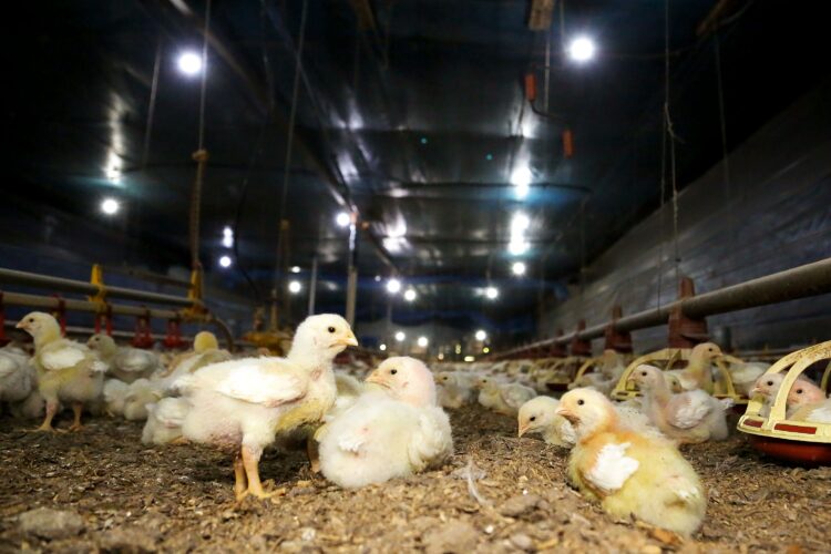 Conselho de sanidade agropecuária alerta sobre cuidados em relação à gripe aviária